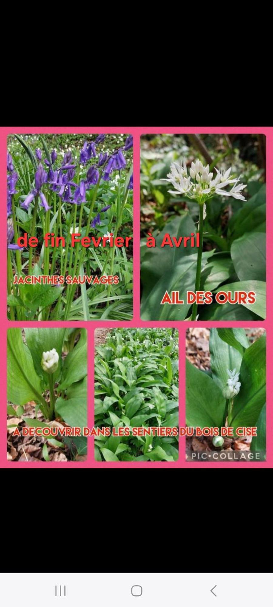 Le Cise Eau A Bois Apartment Le Bois de Cise Ngoại thất bức ảnh